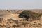 Desert landscape green trees dry shrub single camel with rider