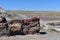 Desert Landscape with Lots of Petrified Logs