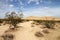 Desert landscape (Mojave desert)