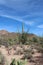 A desert landscape with ocotillo growing around saguaro cacti, creosote bushes and prickly pear cacti in Arizona