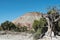 Desert landscape with old juniper in western Colorado