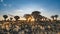 Desert landscape with with quiver trees Aloe dichotoma