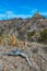 Desert landscape in a rock desert with drought-tolerant cacti, yuccas and agaves in Big Bend NP