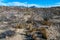 Desert landscape in a rock desert with drought-tolerant cacti, yuccas and agaves in Big Bend NP