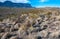 Desert landscape in a rock desert with drought-tolerant cacti, yuccas and agaves in Big Bend NP