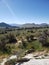 Desert landscape sagebrush mountain