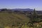 Desert Landscape with Saguaro Cacti