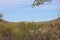 Desert landscape with saguaro cacti and creosote bushes alongside Kinney Road in Saguaro National Park West