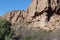 Desert landscape with Saguaro cacti, Palo Verde and Evergreen trees and shrubs on a sandstone mountainside in Arizona