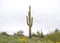 Desert landscape with saguaro cactus