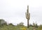 Desert landscape with saguaro cactus