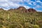 Desert landscape; Saguaro cactus on hillside with green desert plants. Rocky peak, blue sky, clouds in distance.