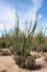 A desert landscape in Saguaro National Park filled with Ocotillos, Cholla, Prickly Pear and Saguaro Cacti and dry scrub brush