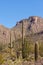 Desert landscape of Saguaro NP near Tucson AZ US