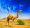 Desert landscape. Sand, camel and blue sky with clouds
