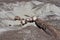 Desert Landscape with Sand and Petrified Logs