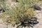 Desert Landscape Scenery located in Cochise County, Saint David, Arizona