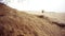 Desert landscape some arabian babbler jump and frisk in sand after sunset