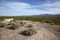Desert landscape in Southeast Arizona