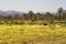 A desert landscape after spring rains have caused yellow flowers to bloom with beautiful color to a otherwise desolate background.