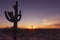 Desert landscape sunset cactus tree Scottsdale Az