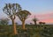 Desert landscape at sunset with a quiver tree