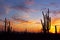 Desert landscape at Sunset, Saguaro National Park