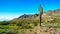 Desert Landscape with tall Saguaro Cactus along the Bajada Hiking Trail in the mountains of South Mountain Park