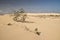 Desert landscape of three green plants on textured sand dunes with blue sky and clouds. Corralejo, Fuerteventura.