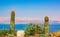 Desert landscape travel photography two cactus foreground and dead sea with empty clean blue sky background, Israeli country side