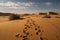 desert landscape, with visible tracks of various animals in the sand