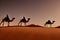 Desert landscape with walking camels at sunset