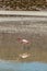 Desert landscape and wildlife of the altiplanic lagoons in Bolivia