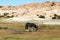 Desert landscapes with mountains in Bolivia at the dry season, dry vegetation is a natural background