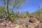 Desert Landscaping With A Variety Of Cactuses