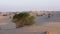 Desert lanscape with shrubs and succulents growing on sand dunes