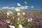 Desert lilies and white flowers