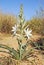 Desert lily