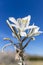 Desert Lily blooming in Anza-Borrego Desert State Park, California