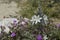 Desert Lily with purple sand verbena and a rock