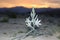 Desert Lily at Sunset