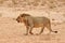 Desert Lion in Africa