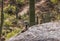 Desert Lizard With Cactus and Hiking Trail