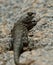 Desert Lizard City of Rocks New Mexico