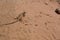 Desert Lizard, Moab, Utah