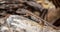 A desert lizard perched on a rock in Rio Grande Nature Center State Park