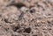 Desert lizard posing in the dirt