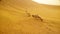 Desert lizard seats and looks around near dry brench on sand among dunes thar khuri rajasthan close up