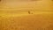 Desert lizard seats looks and runs far away living tracks on sand close up
