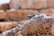 Desert lizard Side close up portrait on hot dry stones in archaeological site roman ruins in israel